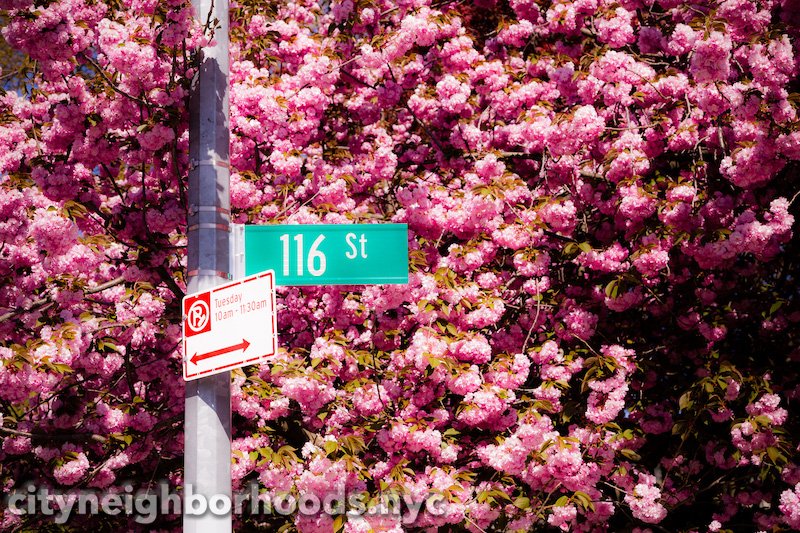 116th Street Blossoms