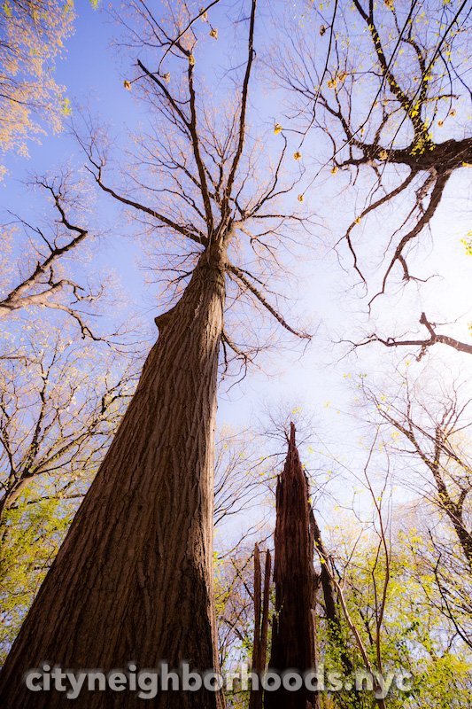 Sun Trees