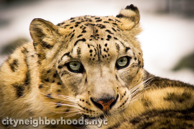 Snow Leopard