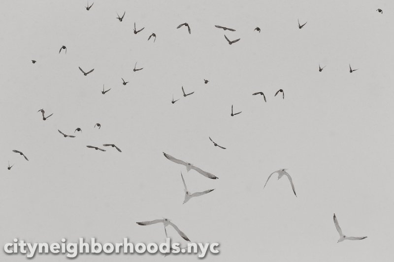 Winter Gulls