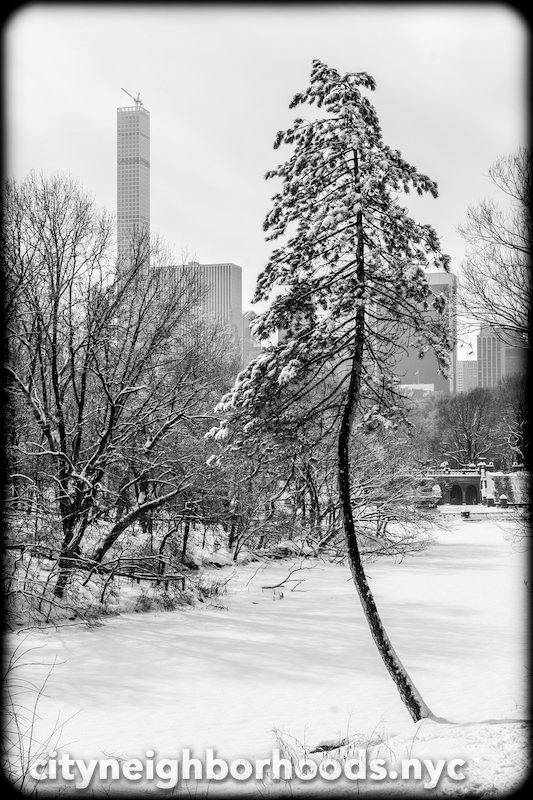 Tree & Tower