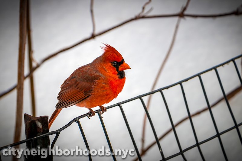 Cardinal