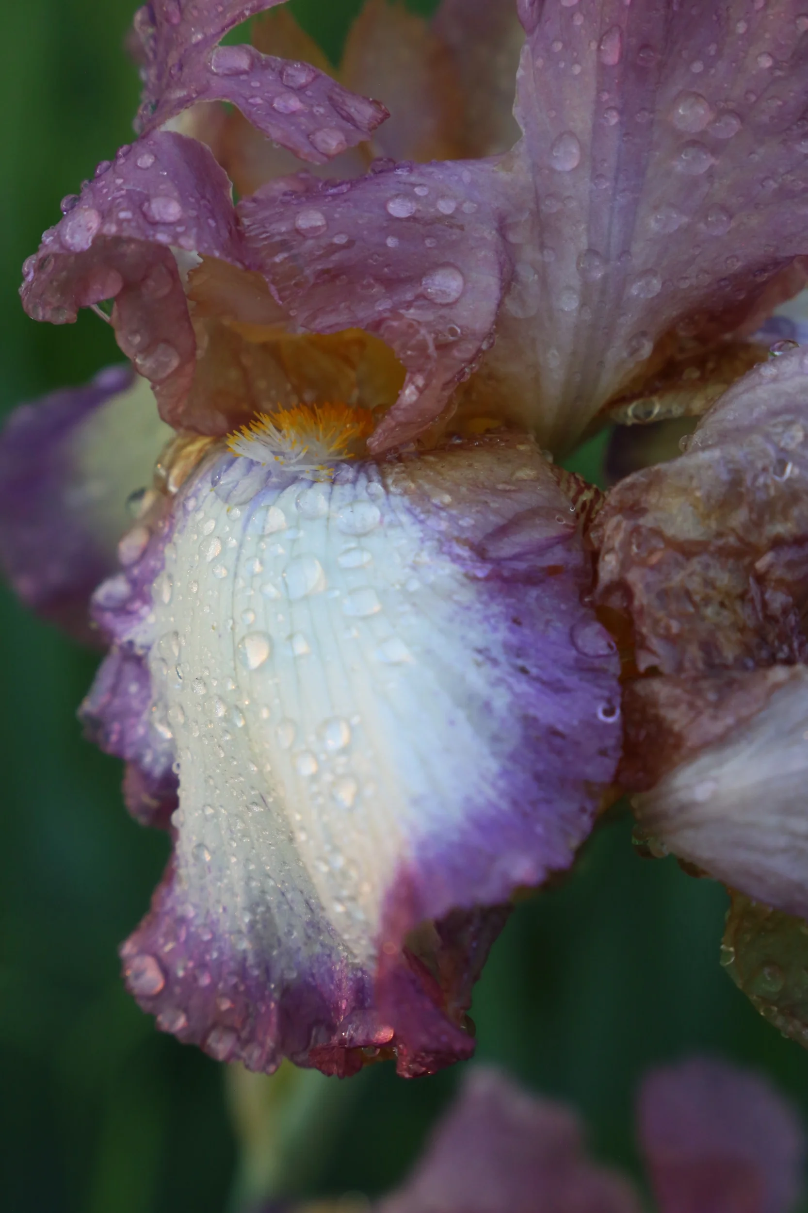 Iris