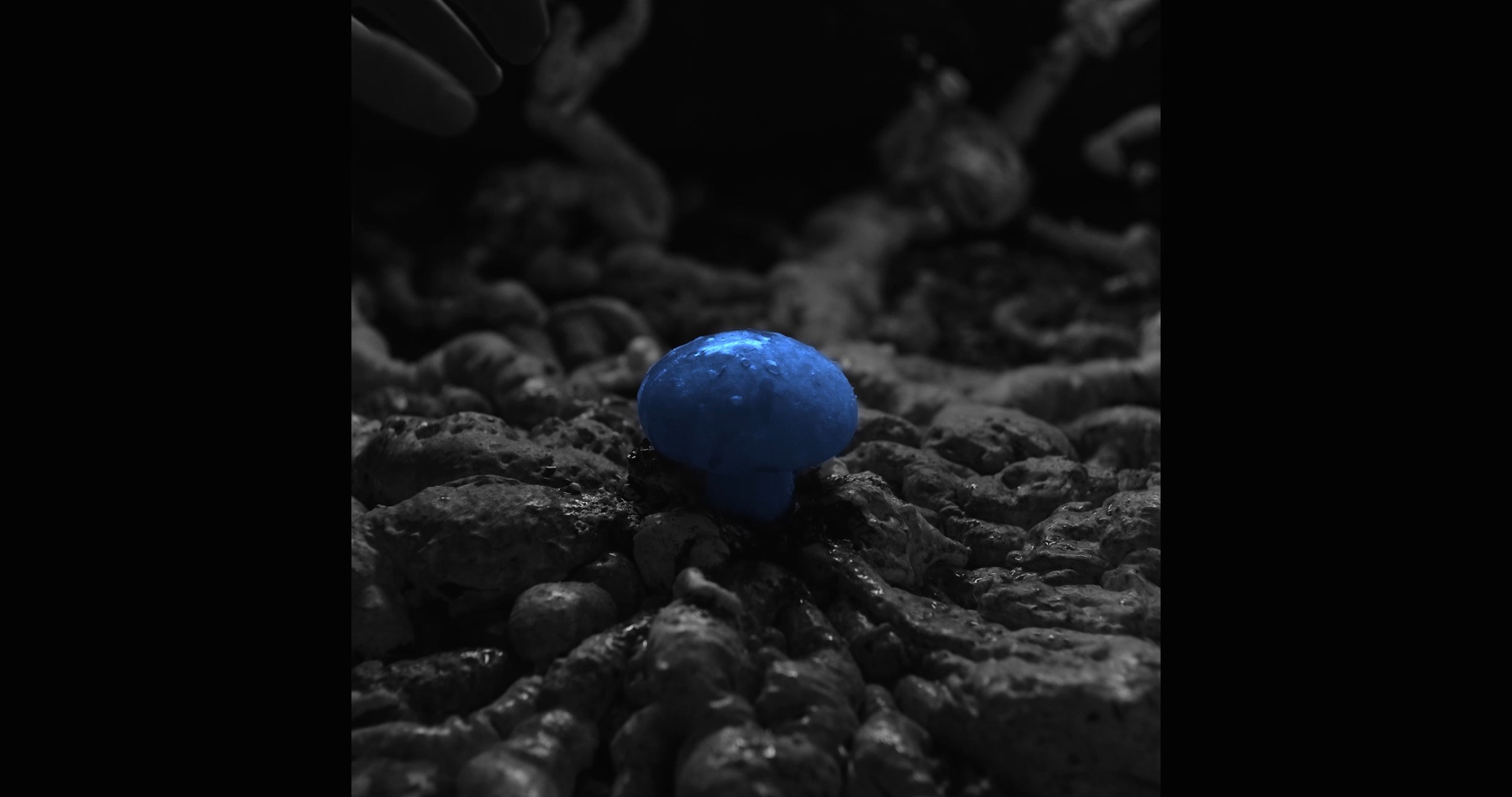 Mushroom in the ground.jpg