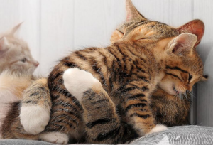 How we snuggle at night when he wakes.
