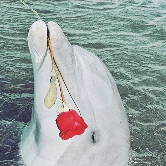 nature you the best romancer. happy earth day, let's stop the ruin of this blue and green paradise. via @watts.on