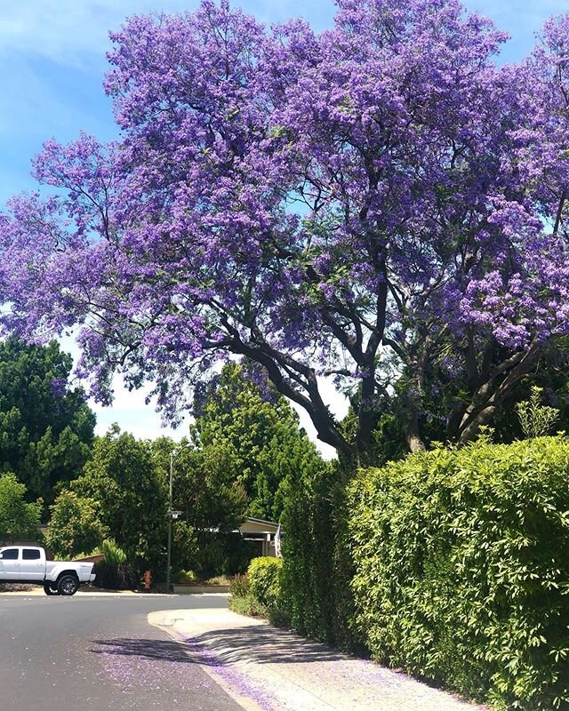On the way home after dropping off a delivery to a friend, had to pull over and take in the beauty of this tree. How I miss the perfect purpleness of the #jacarandatree back in Sydney &amp; Melbourne .... 🇦🇺💜