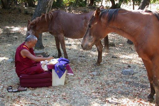 Rinpoche and horses.jpg