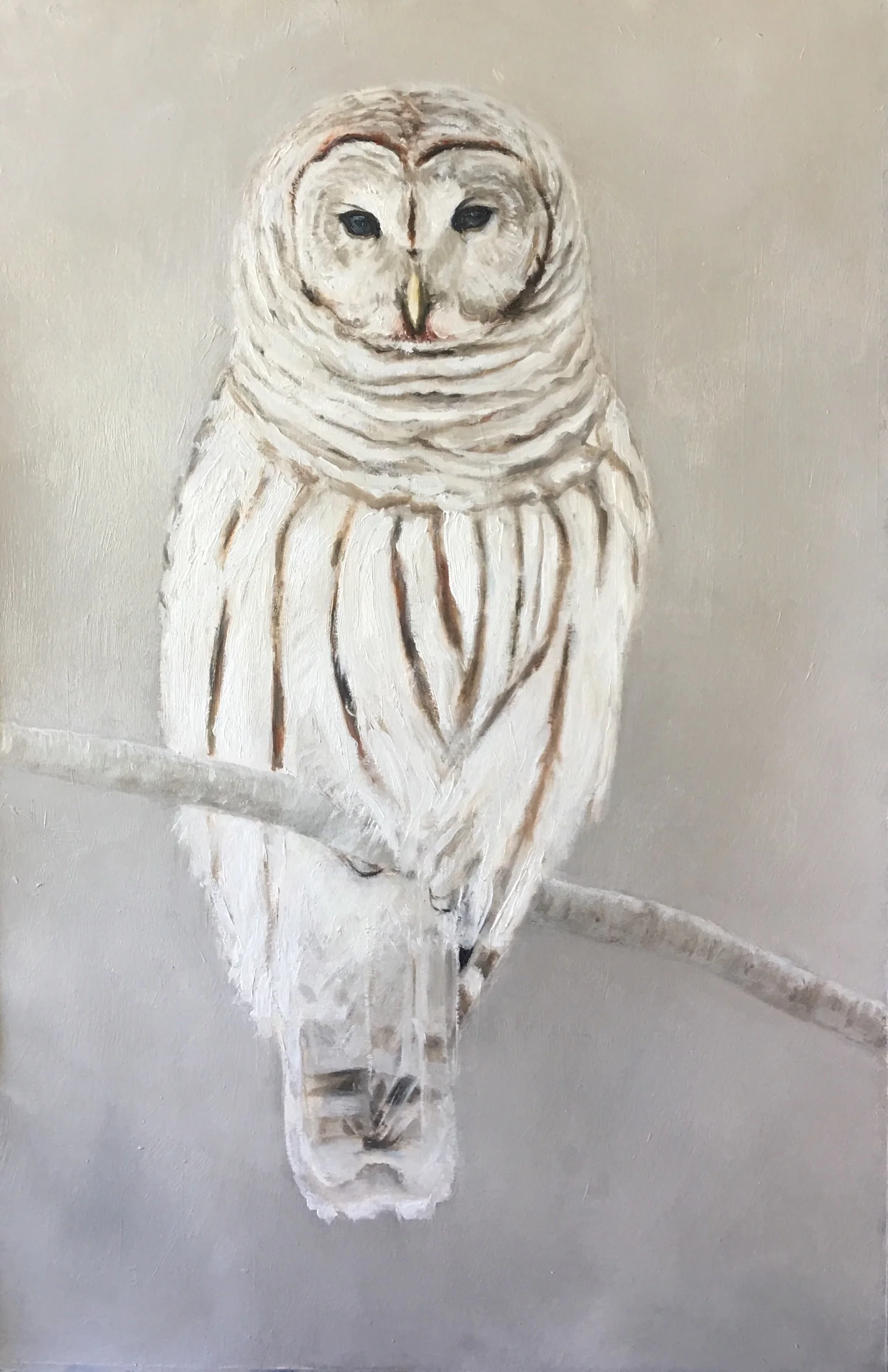 Barred Owl