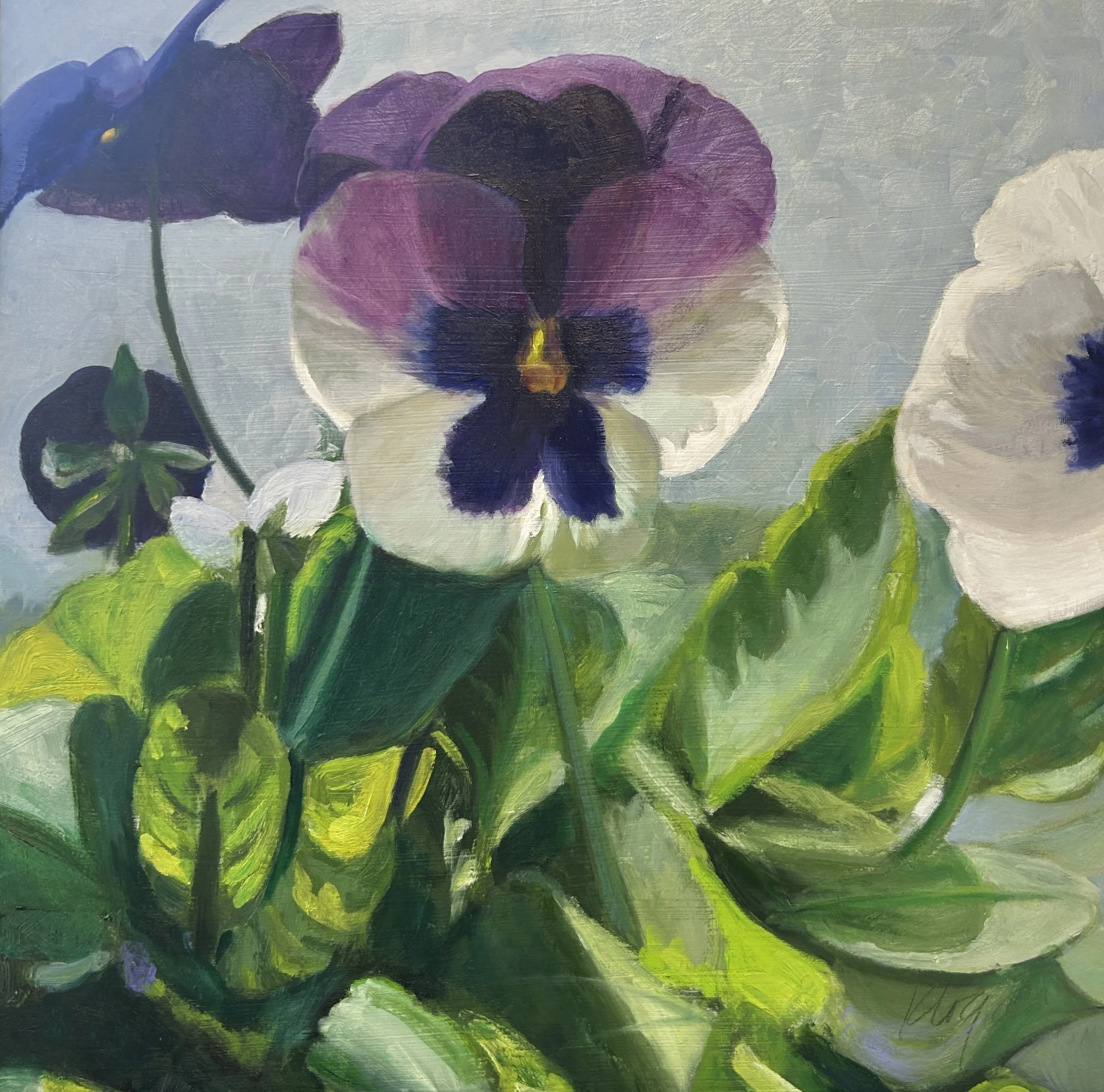 Spring Pansies