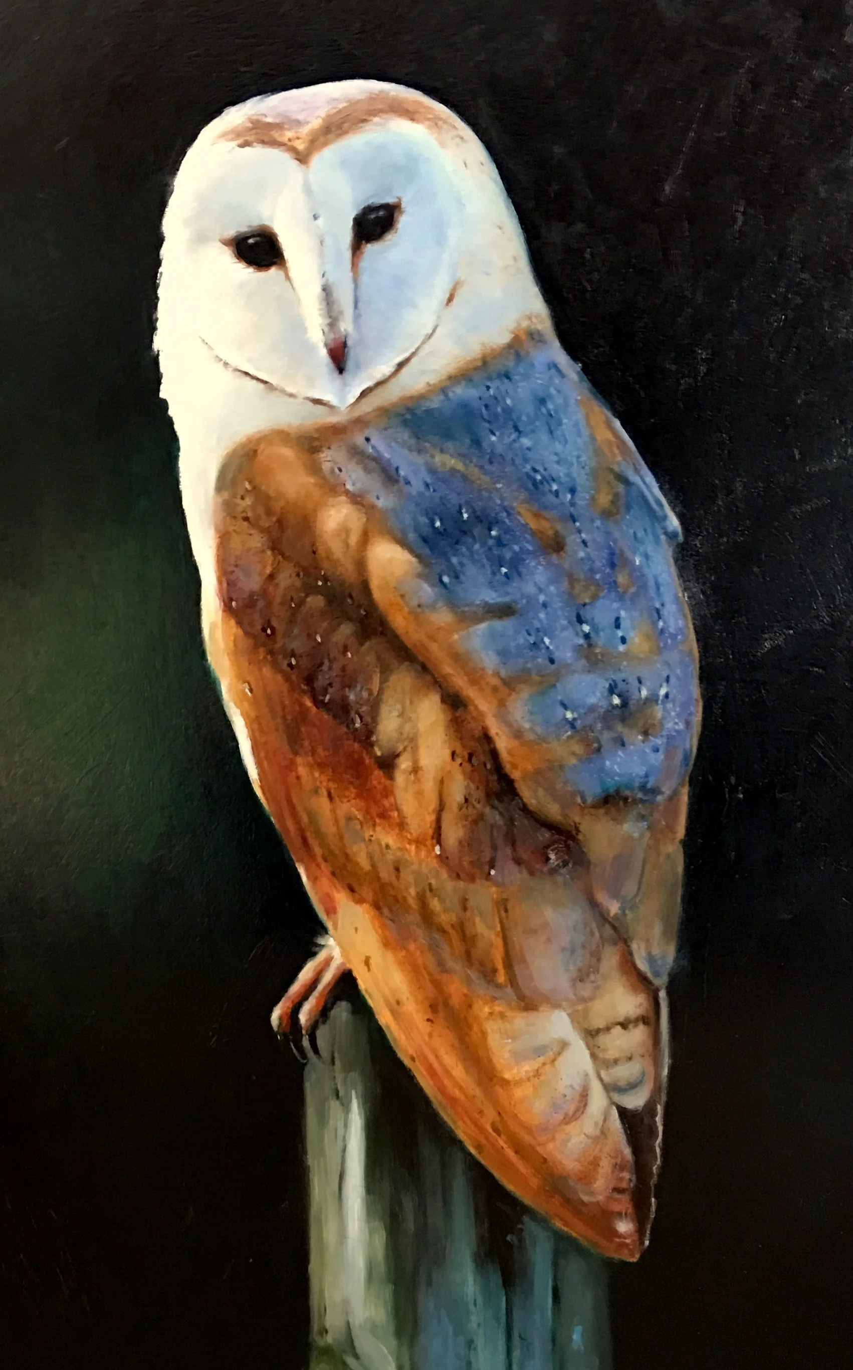 Barn Owl