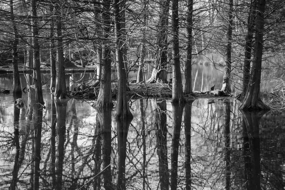 black-and-white-forest-trees-branches.jpg
