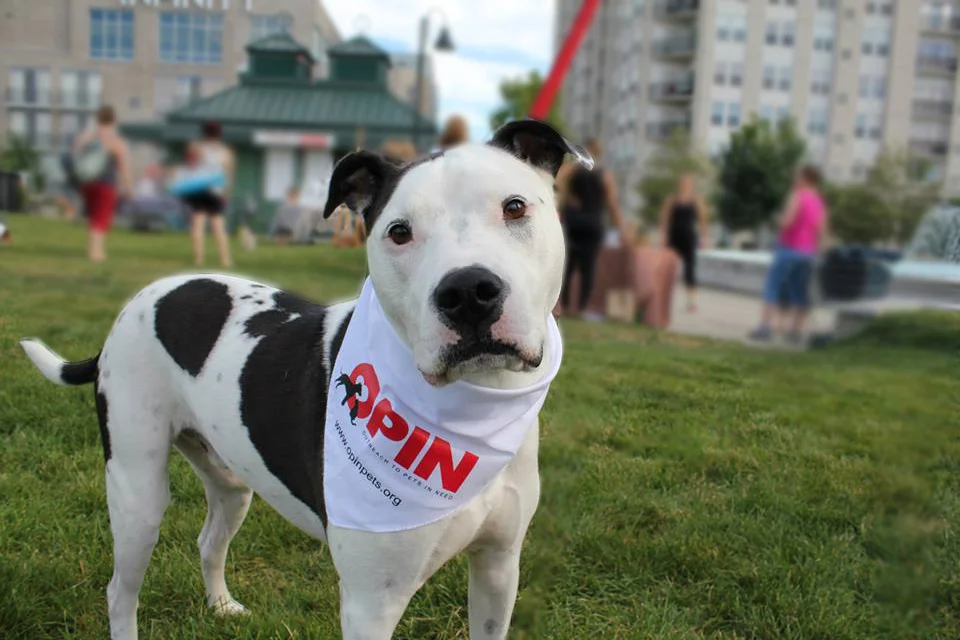 adopt-a-dog.jpg