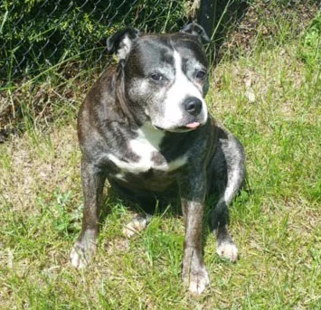 Happy Tails: Where are they now? Coco Update