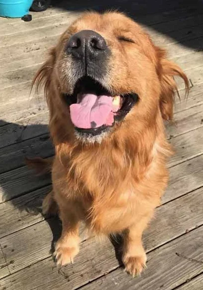 happy-dog.jpg