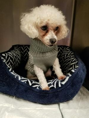 Bella is an 8-year old poodle that we took in.