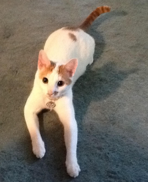 molly.jpg