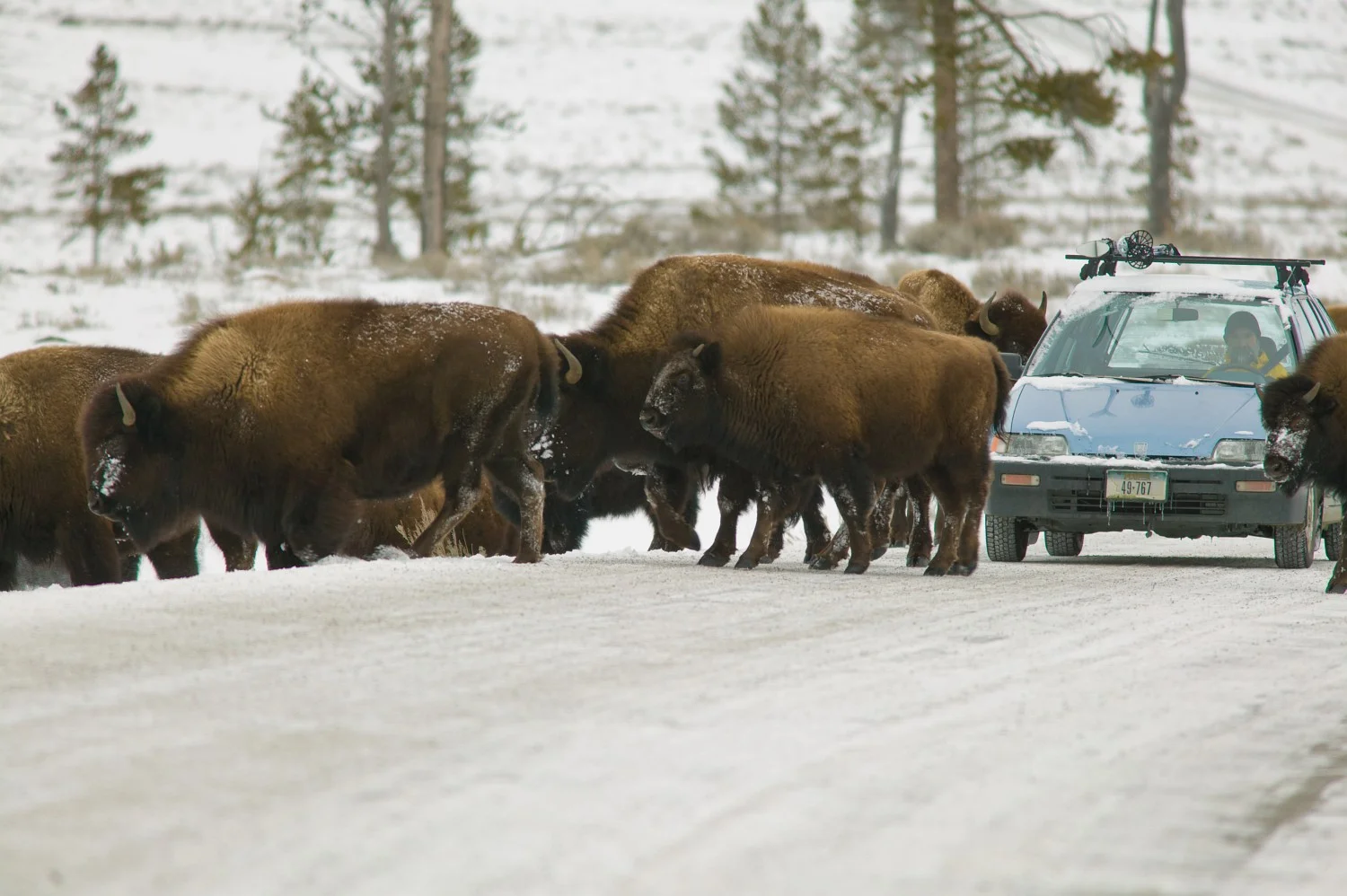 Bison on the road, Yellowstone National Park in winter.