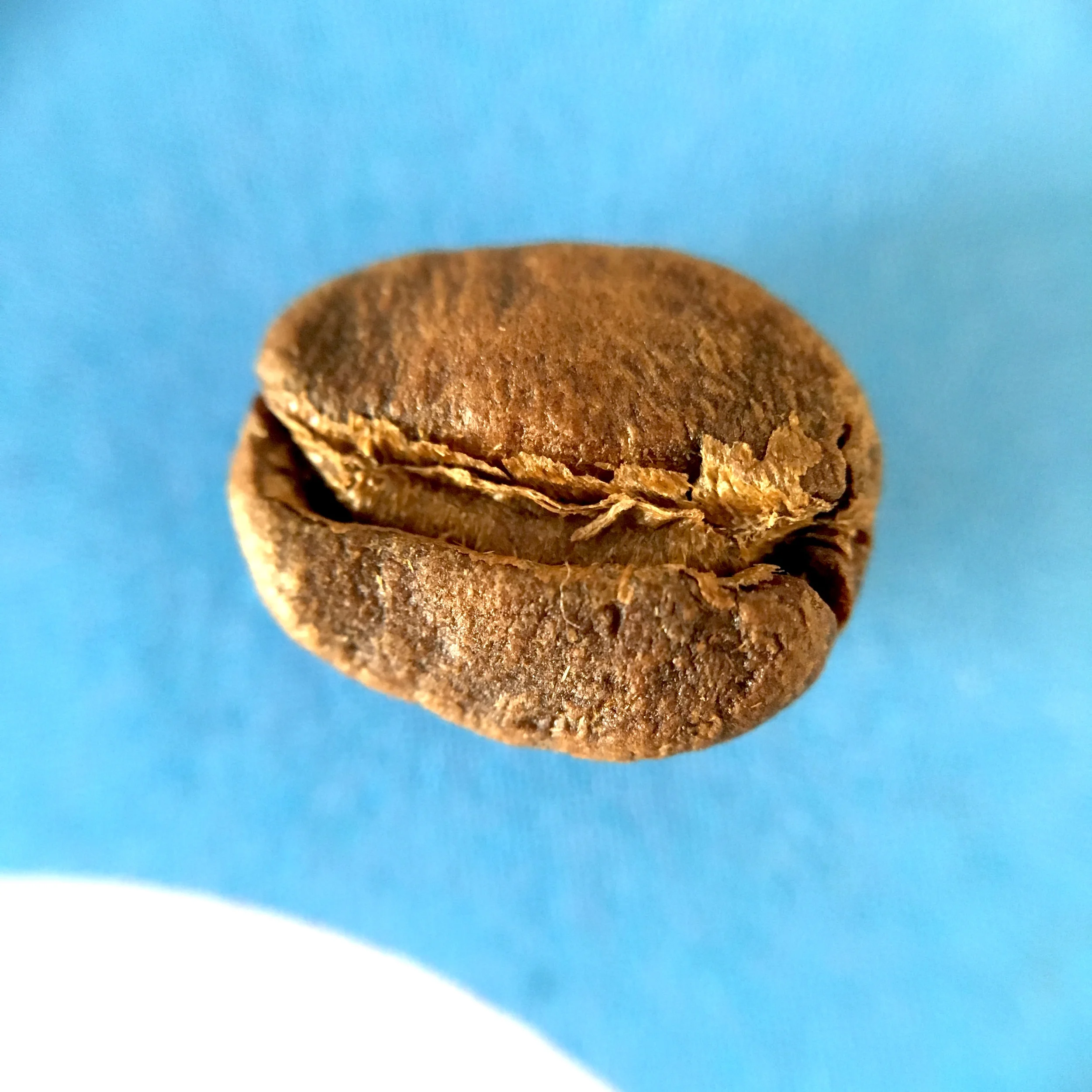 LØVE Blend bean