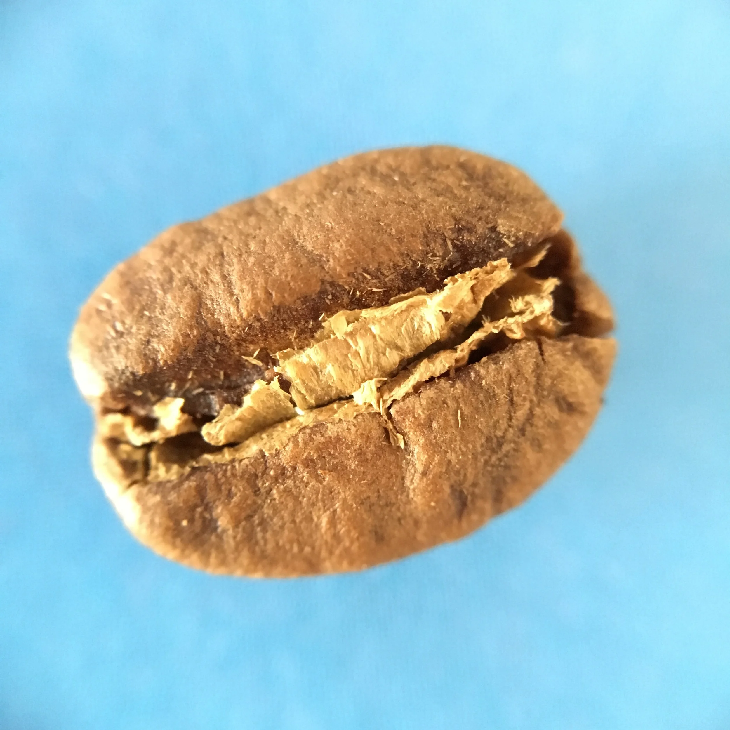 LØVE Blend bean