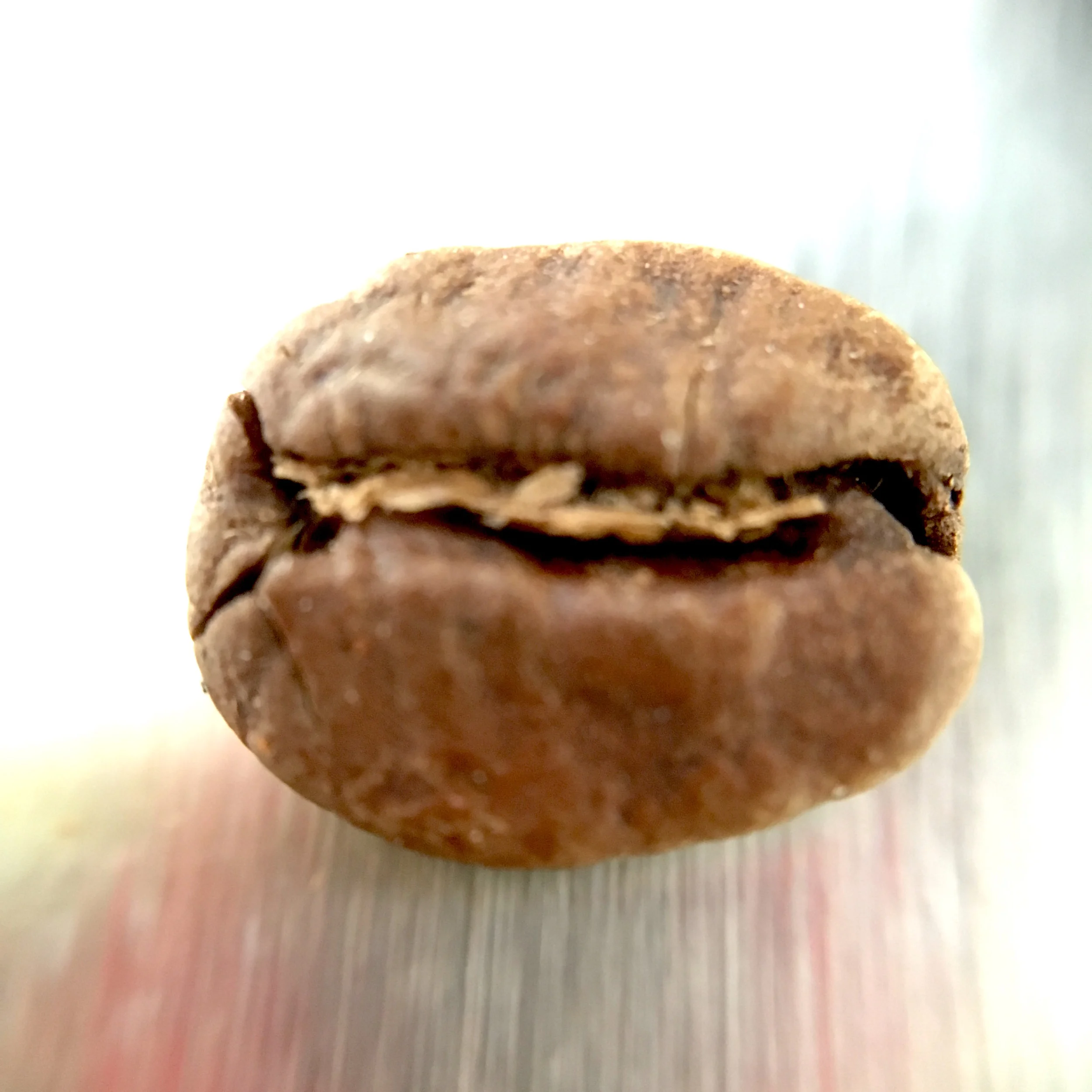 Urrao Coffee Bean