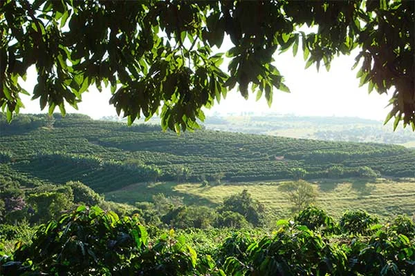 Fazenda São José da Boa Vista, Credits: Peixoto Coffee