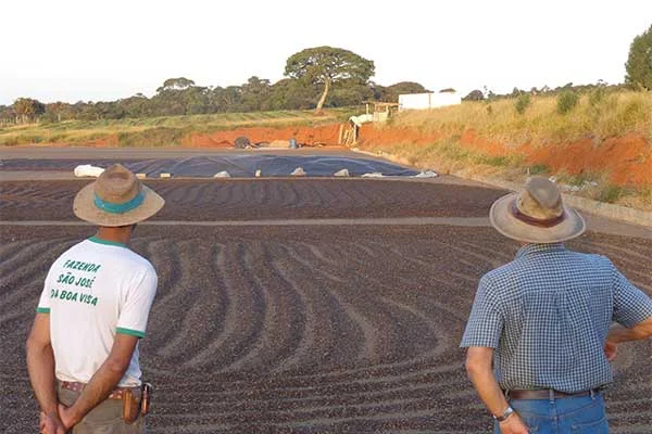 Natural Process Coffee Lot at Fazenda São José da Boa Vista, Credits: Peixoto Coffee