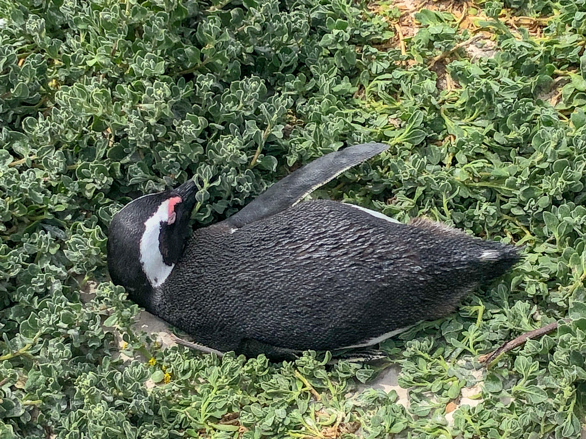 Sleepy penguin napping in the sun