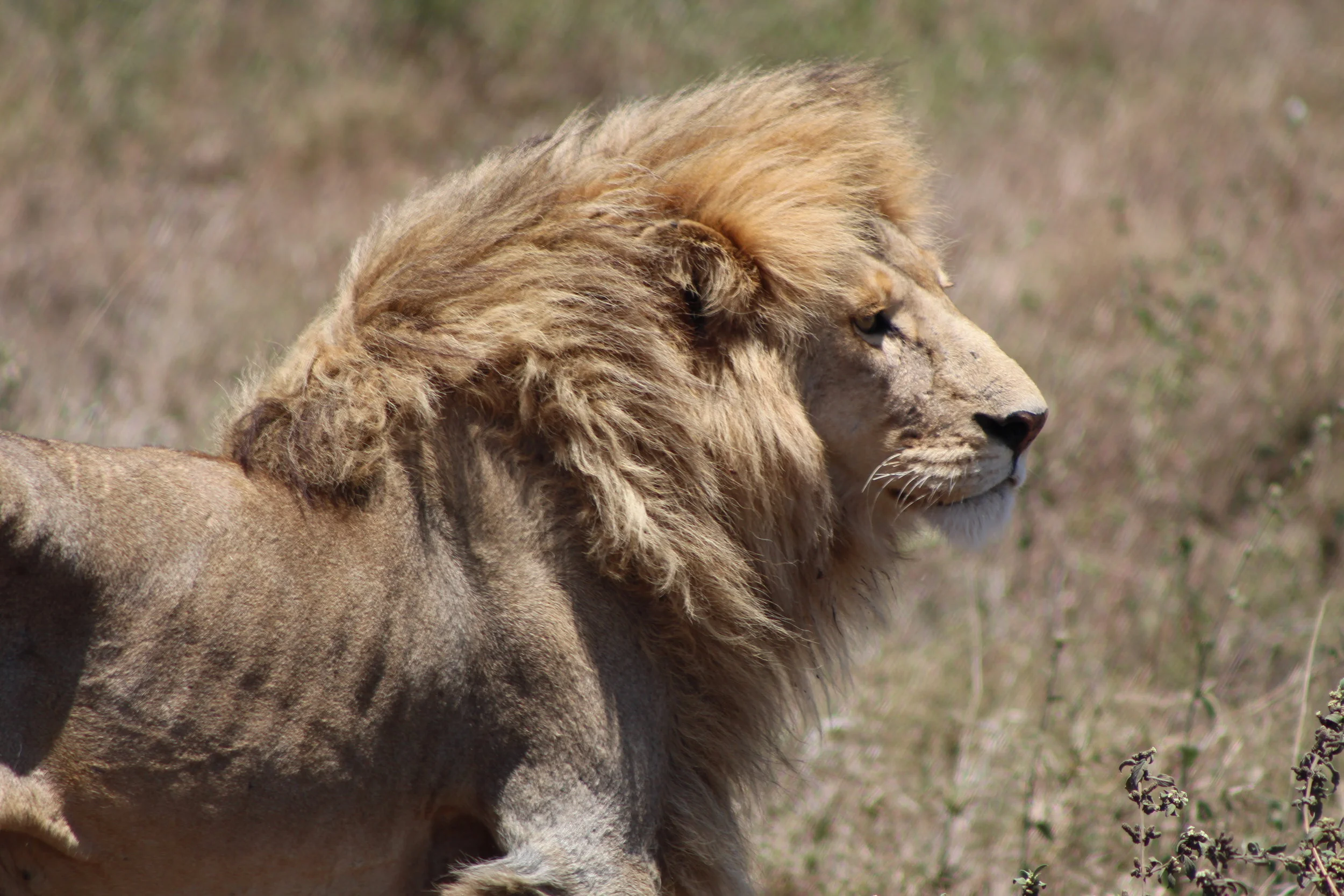 3 Incredible Alternatives To A Traditional African Safari