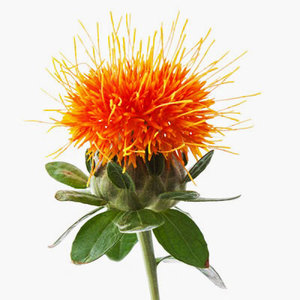 safflower.jpg