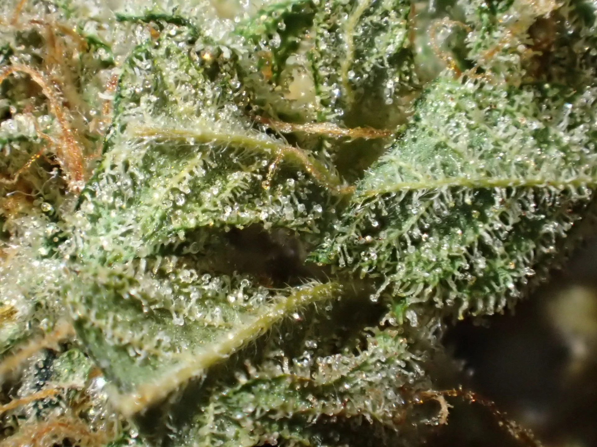 Steep Hill OSB picture.JPG