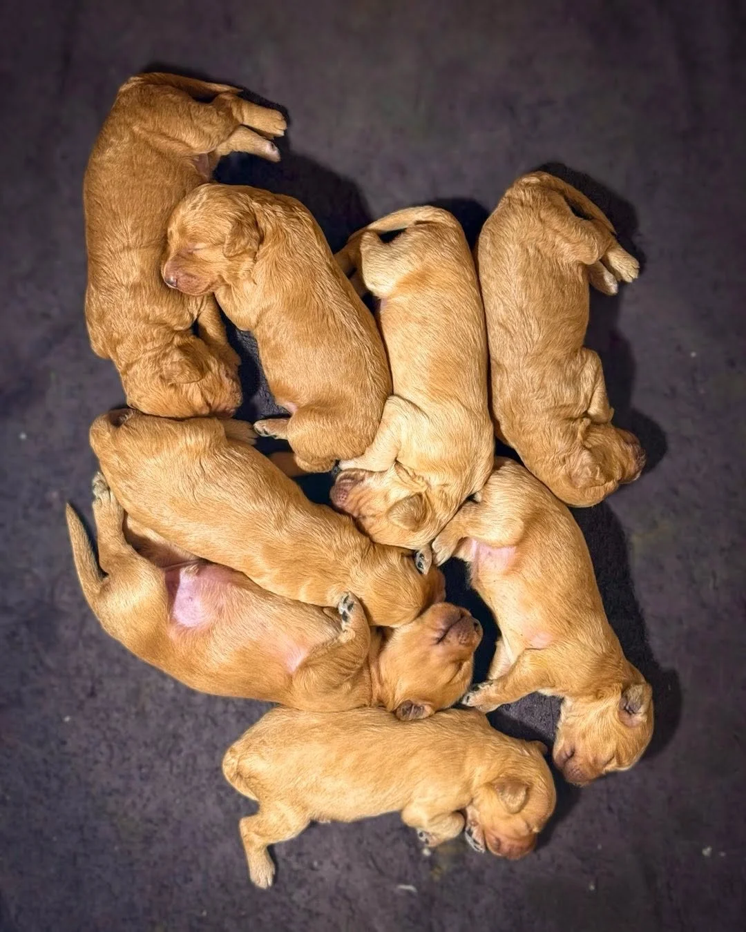 Honeyvalper vokser og vokser..
Lurer p&aring; om Honey sin Puppemelk er i slekt med Mirakeldrikken til Asterix og Obelix&hellip;😆