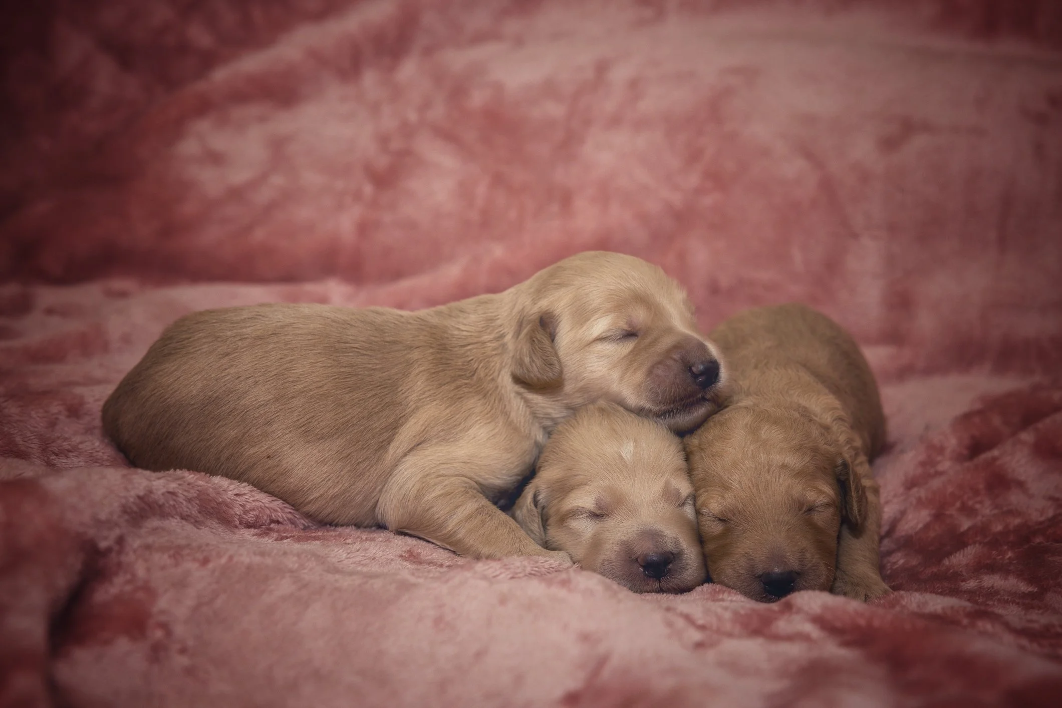 Klara valper uke 1 2030.jpg