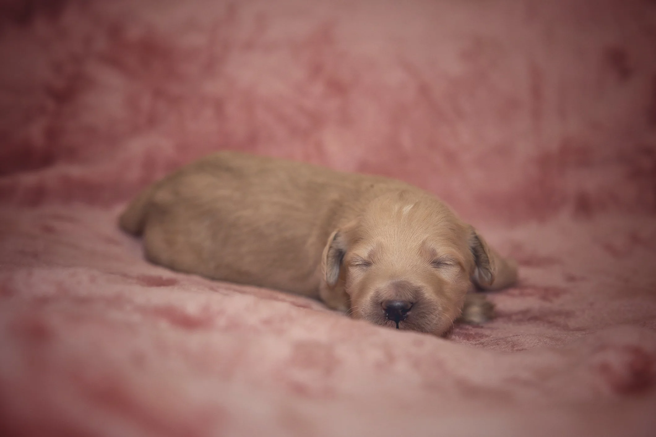 Klara valper uke 1 2029.jpg