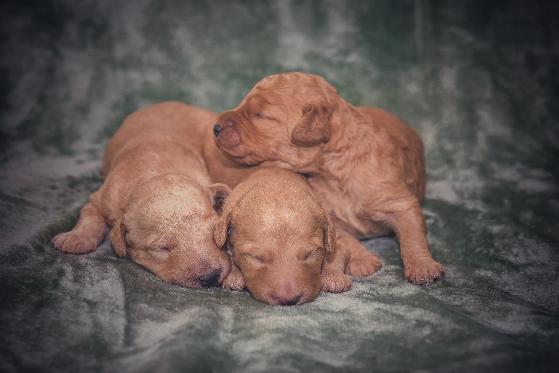 Klara valper uke 1 2028.jpg