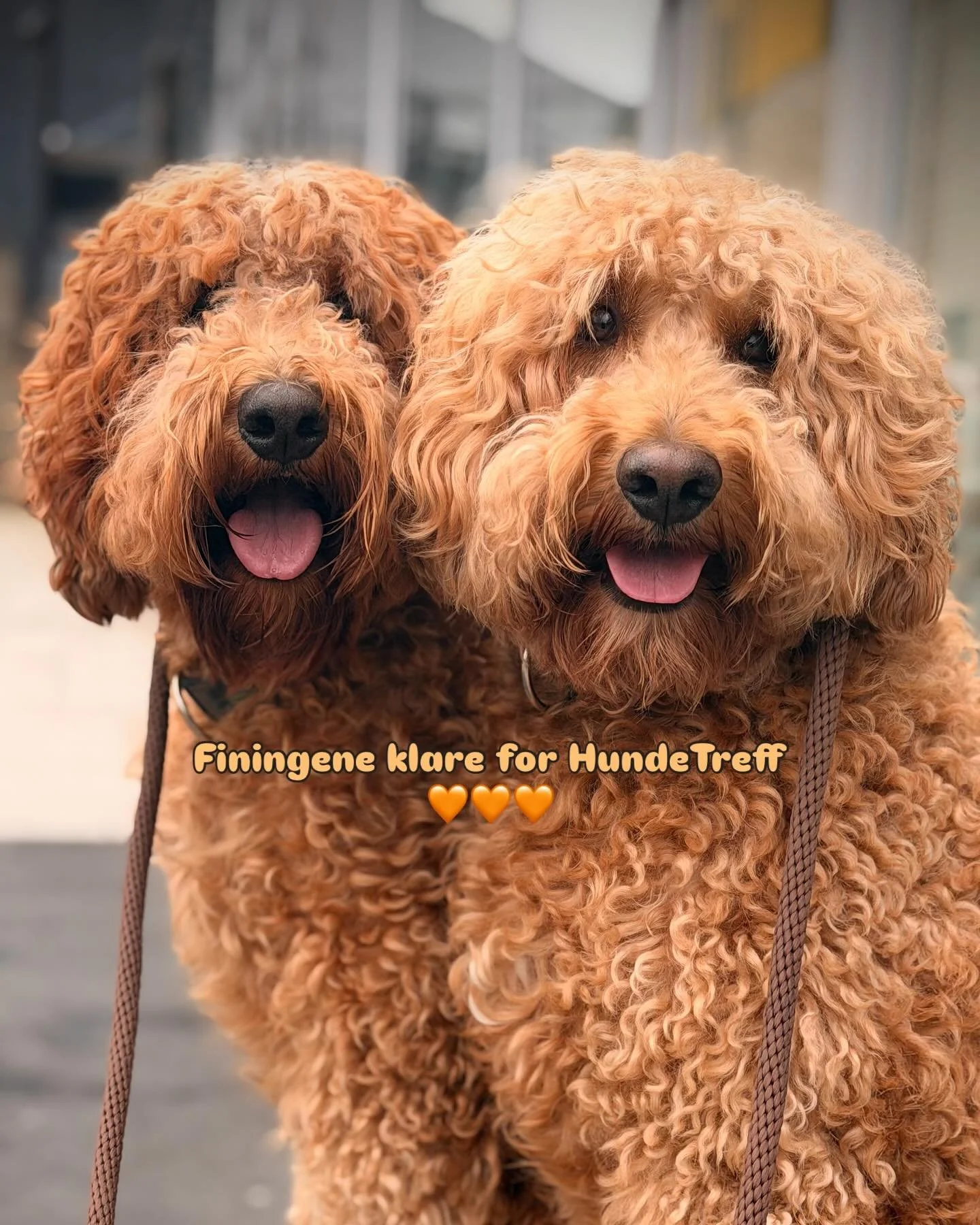 Hver Torsdag er vi p&aring; HundeTrening p&aring; Sotra! Veldig kjekt og veldig fin &laquo;shaping&raquo; for &aring; bli mer rolig og mindre stressa i m&oslash;te med andre hunder og mennesker! #teddydoodlesdelight #weloveourdogs #sahdihund #kanutte