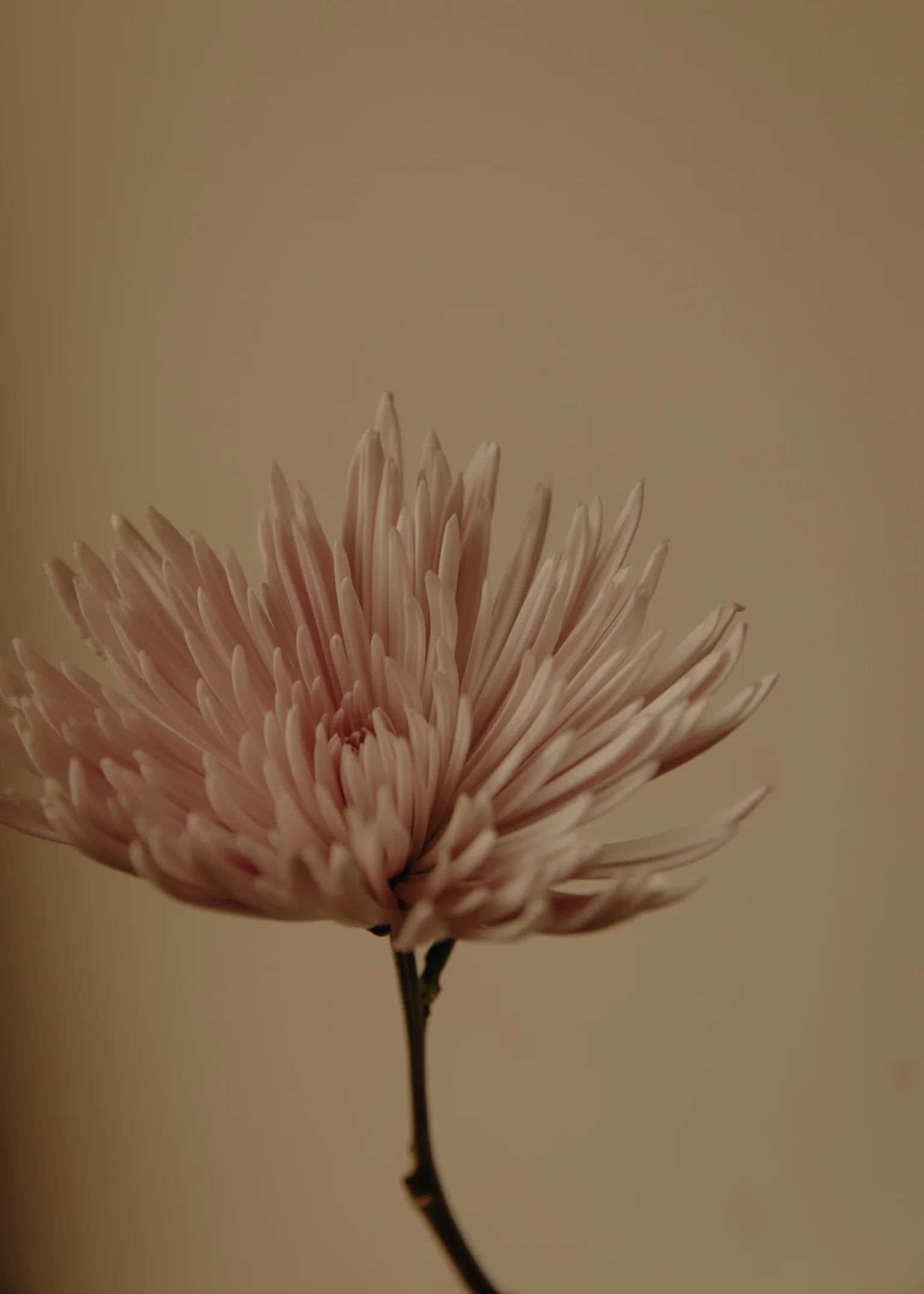 _44A8355.jpg
