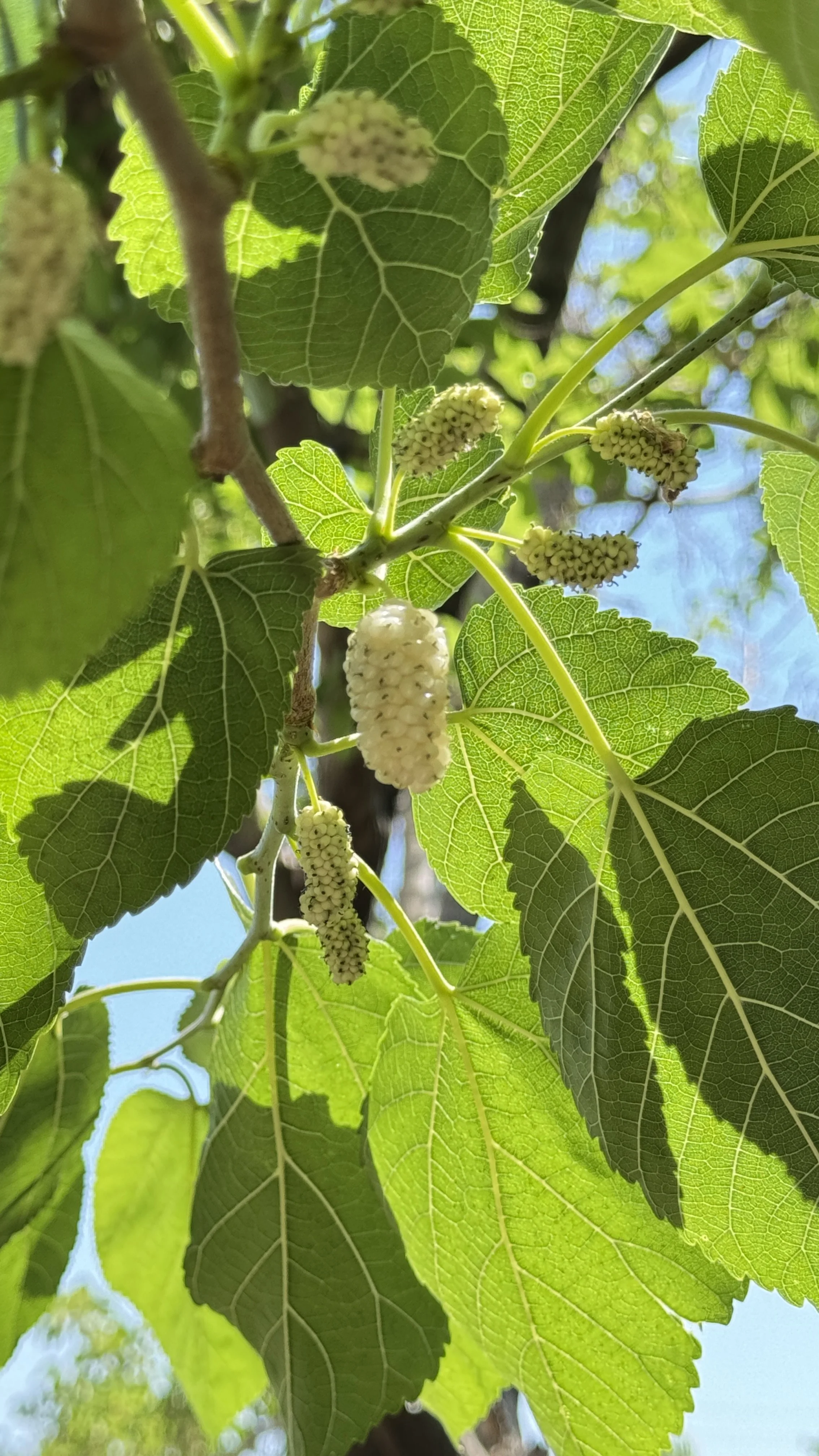 Mulberry Syrup / شیره توت سفید