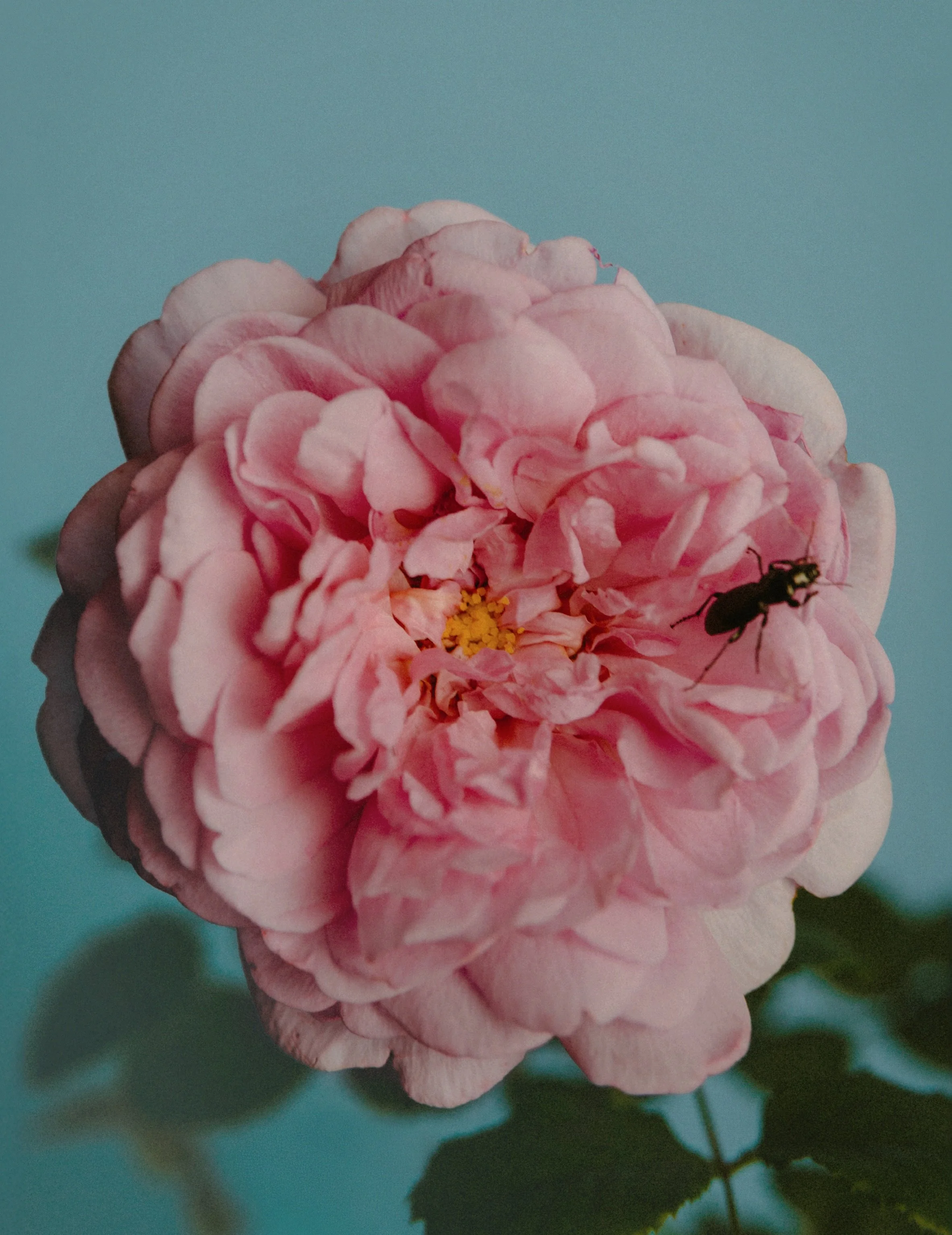 Perfumer H, Rose with Insect - Portrait.jpg