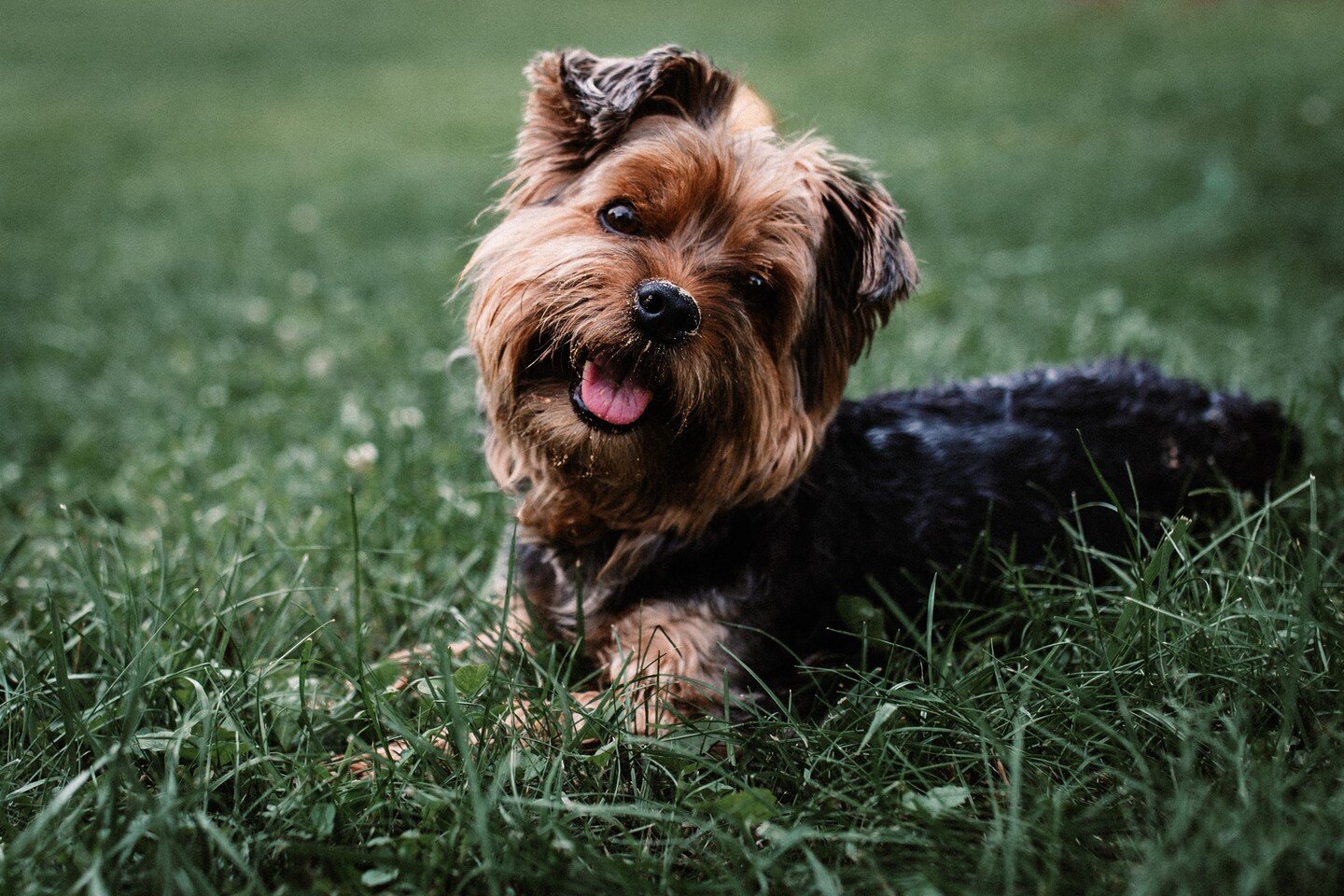 Lola. You were my best girl, my first girl. You will be deeply missed and cherished forever. ❤️

#yorkiesofinstagram 
#dogsofinstagram 
#pet 
#yorkie 
#firstlove 
#unconditionallove 
#lola 
#bestgirl 
#firstbaby 
#furbaby 
#sweetgirl 
#britches 
#lol