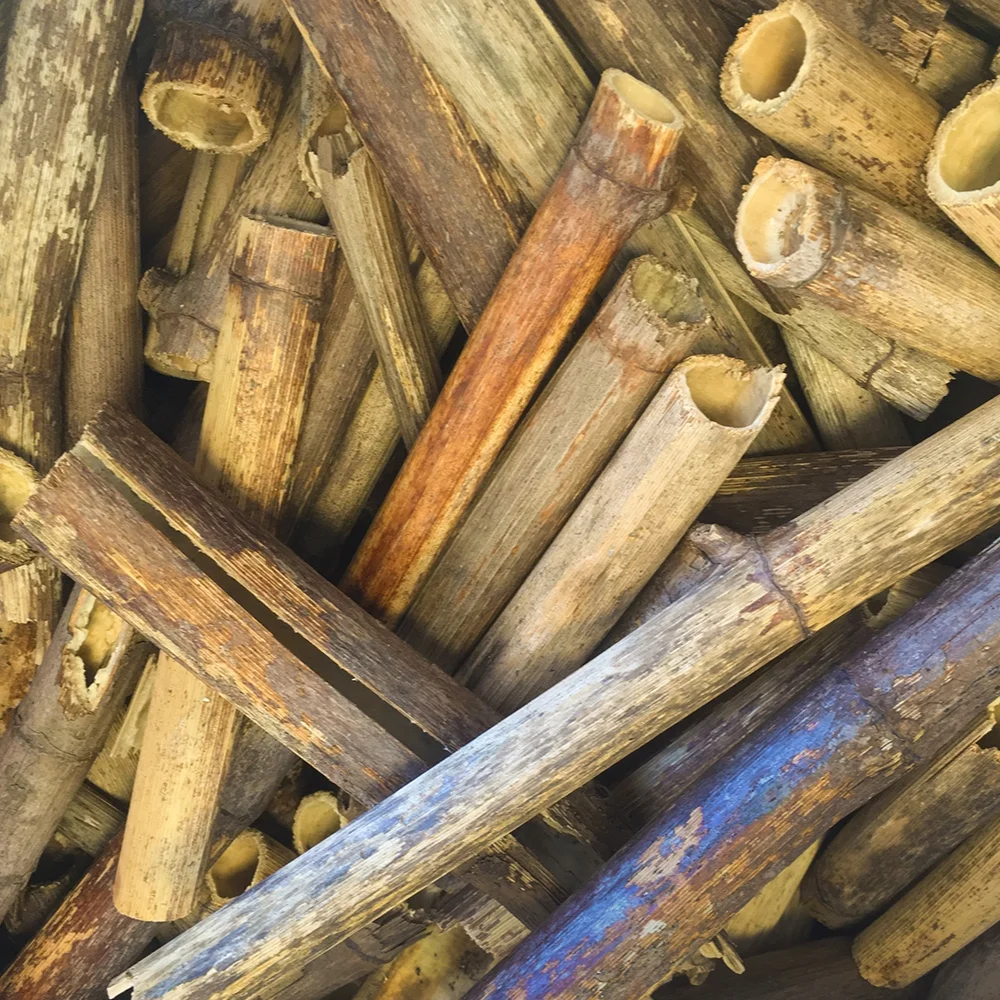 Knotweed-shoots.jpg
