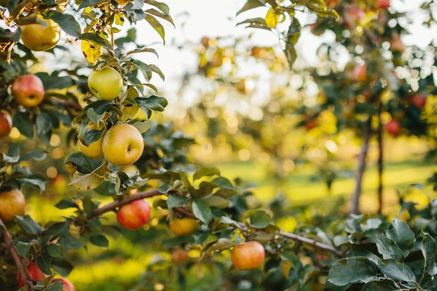 Apple Orchard Engagement18.jpg