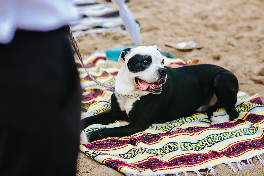 Bohemian-Lake-Michigan-Beach-Wedding092.jpg