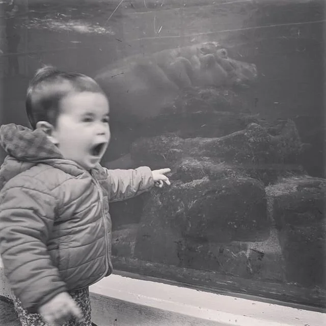 🎶 I don't want a hippopotamus for Christmas 🎶