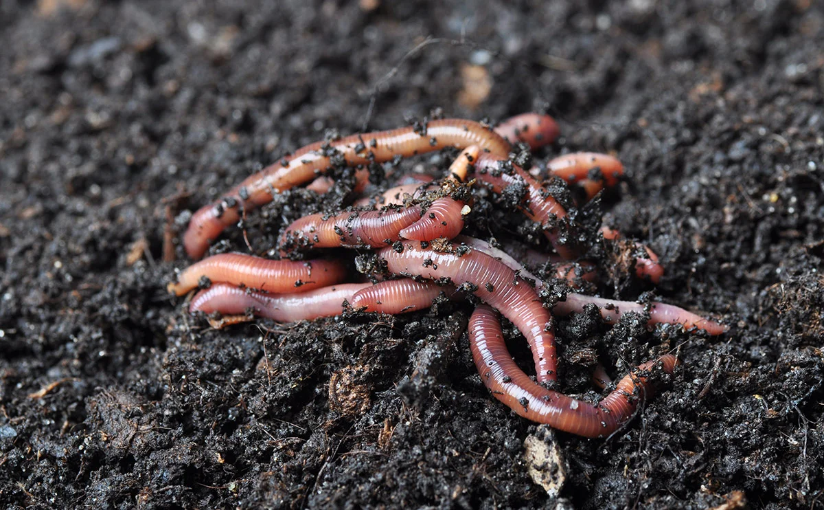 worms.jpg