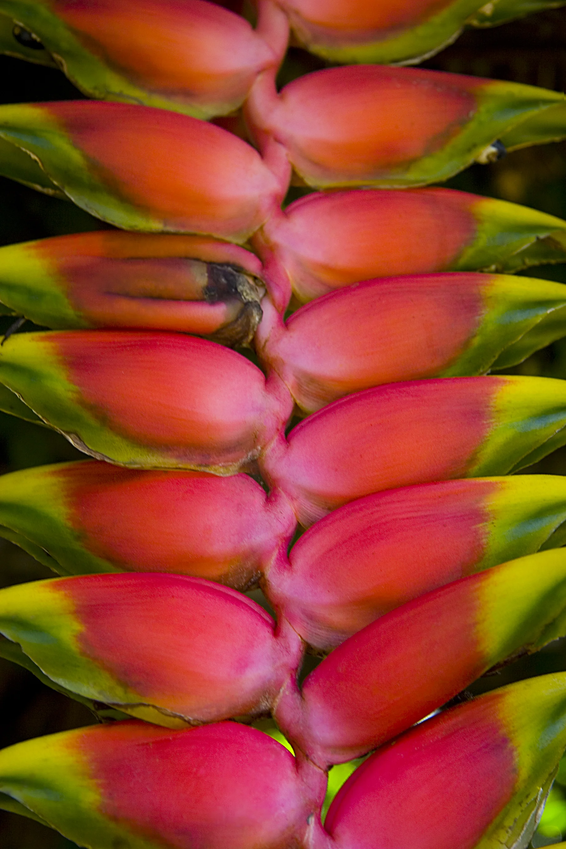 Flora © Julia Swanson, 2008