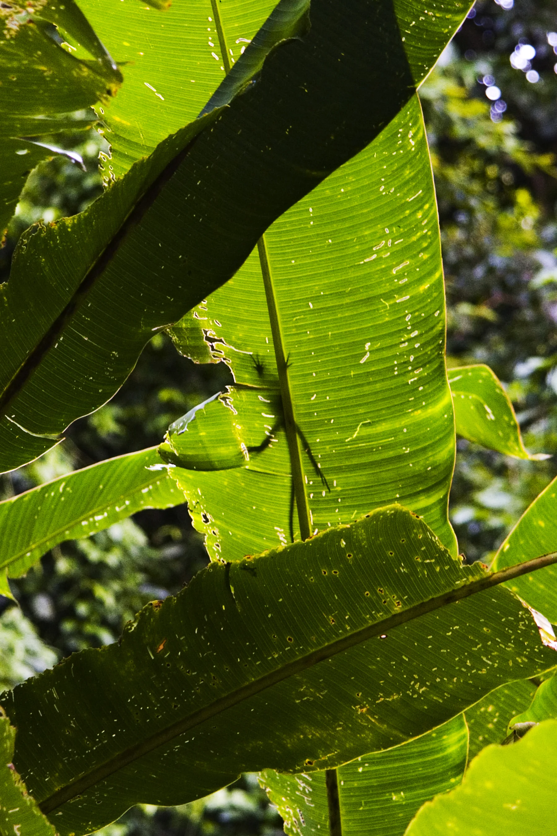 Lizard © Julia Swanson, 2008