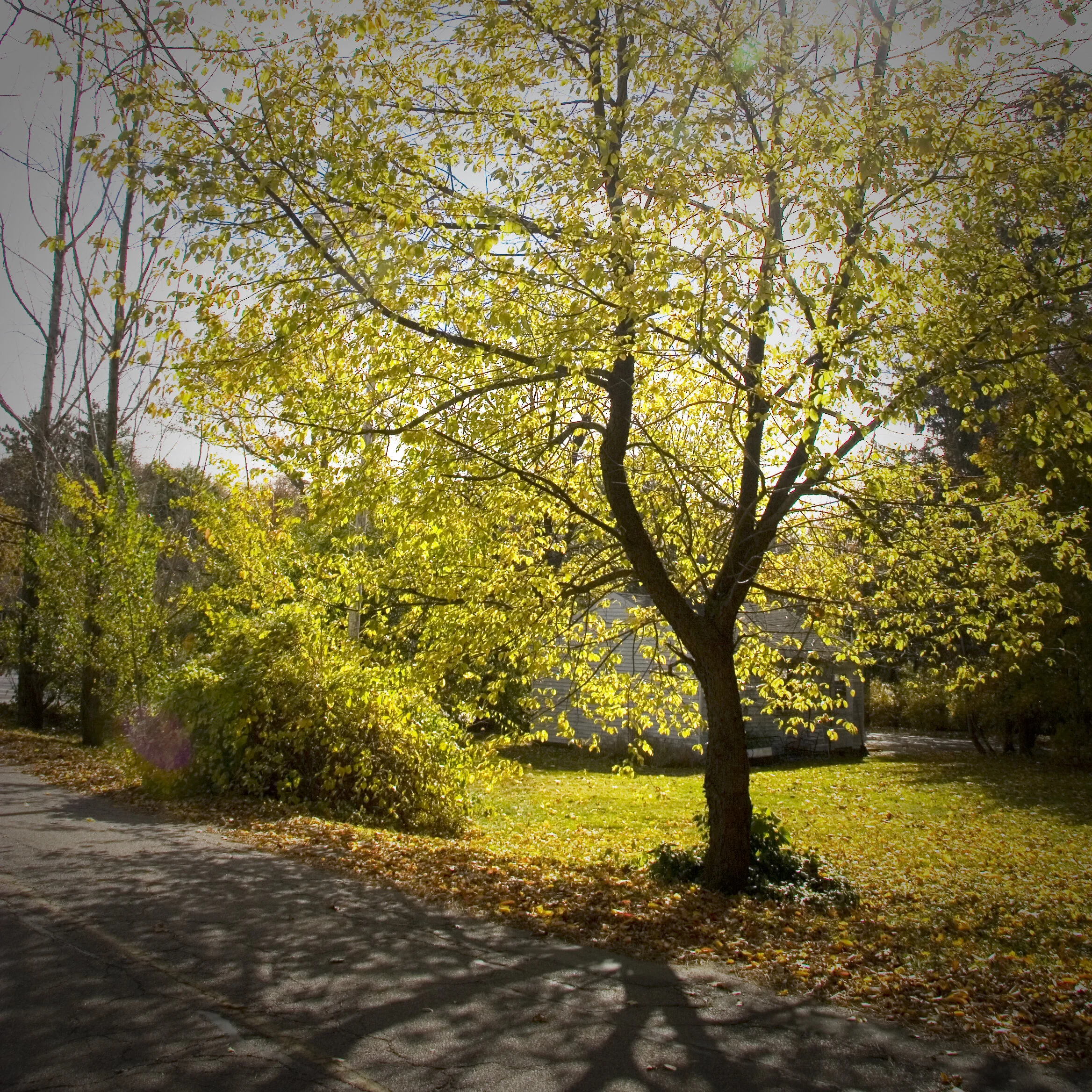 Wandering Down the Road to Nowhere. Untitled 1