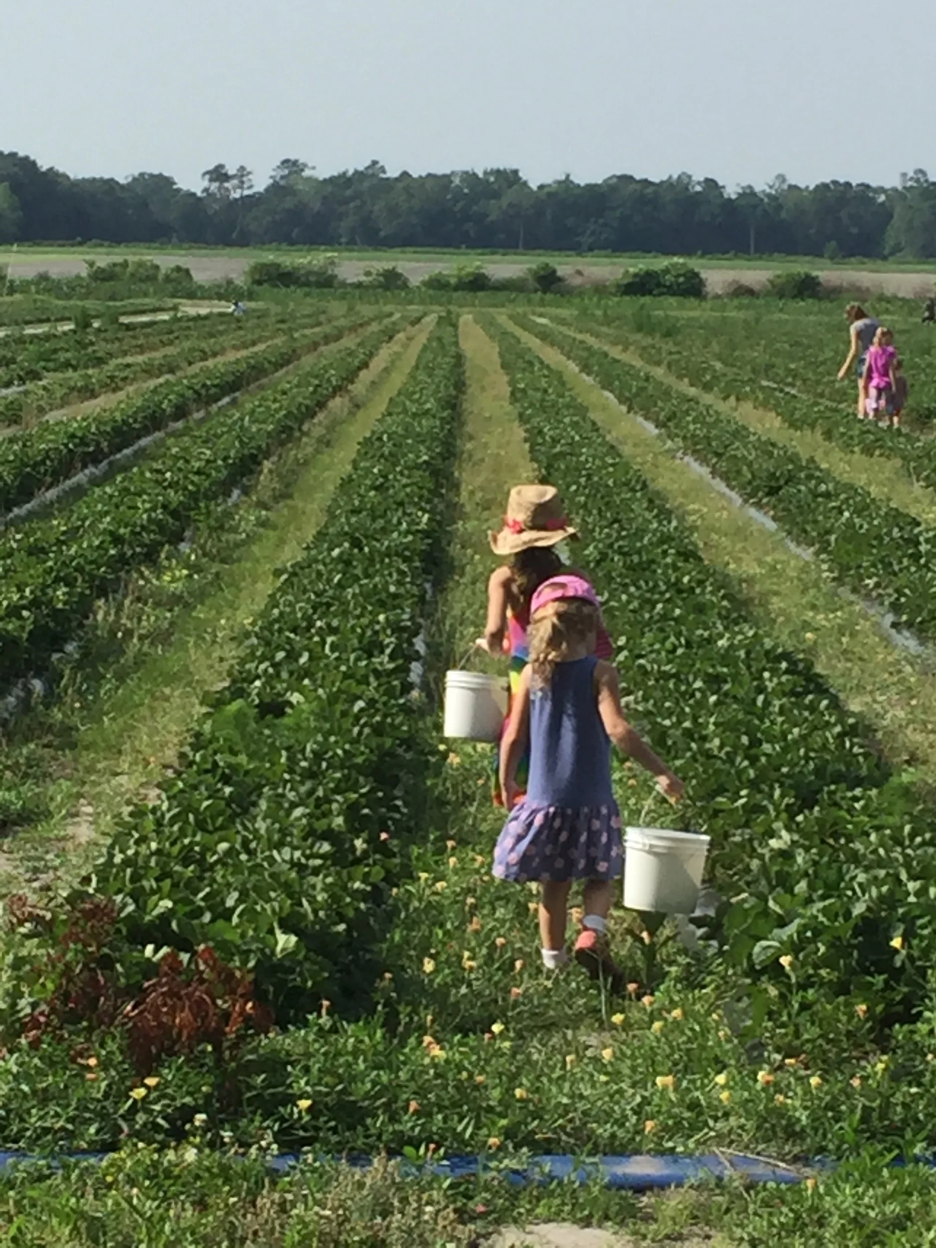 Just A Little Strawberry Pickin'