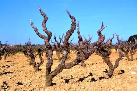 vigna.jpg